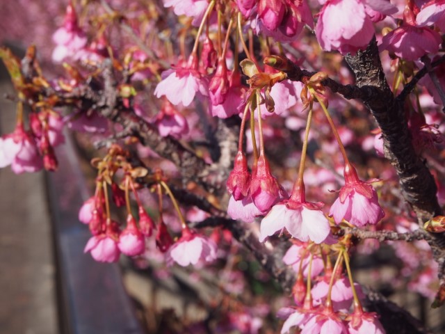 濃い色の桜