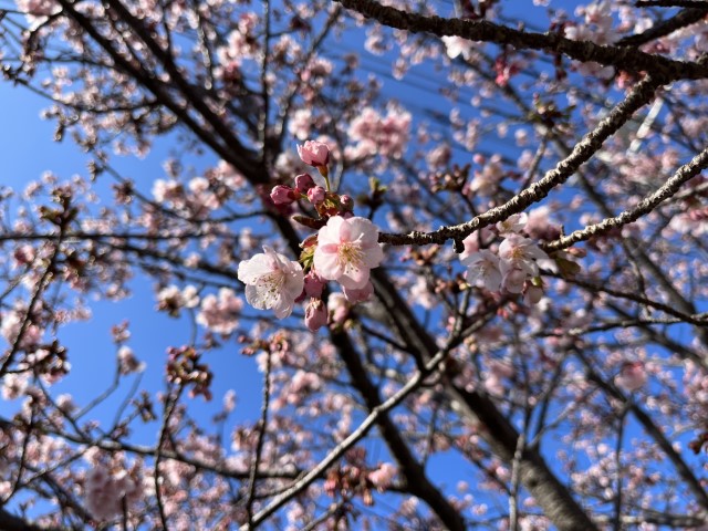 薄い色の桜